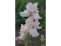 Iris x barbata Elatior  