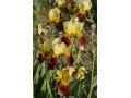 Iris x barbata Elatior  