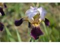 Iris x barbata Elatior  