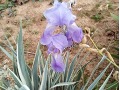 Iris pallida 