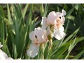 Iris x barbata Elatior  