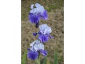 Iris x barbata Elatior  