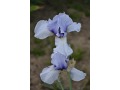 Iris x barbata Elatior  