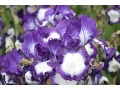Iris x barbata Elatior  