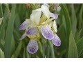 Iris x barbata Elatior  