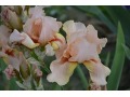 Iris x barbata Elatior  
