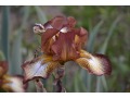 Iris x barbata Elatior  