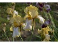 Iris x barbata Elatior  