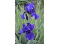 Iris x barbata Elatior  