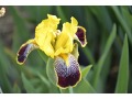 Iris x barbata Elatior  