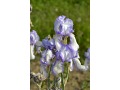 Iris x barbata Elatior  