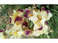 Iris x barbata Elatior  