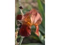 Iris x barbata Elatior  