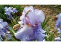 Iris x barbata Elatior  