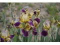 Iris x barbata Elatior  