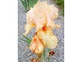Iris x barbata Elatior  