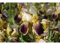 Iris x barbata Elatior  