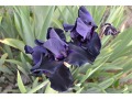Iris x barbata Elatior  