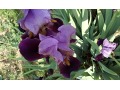 Iris x barbata Elatior  