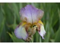 Iris x barbata Elatior  
