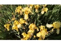 Iris x barbata Elatior  