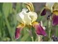 Iris x barbata Elatior  