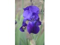 Iris x barbata Elatior  