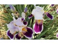 Iris x barbata Elatior  