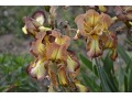 Iris x barbata Elatior  