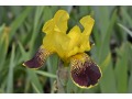 Iris x barbata Elatior  