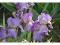 Iris x barbata Elatior  