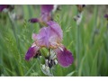 Iris x barbata Elatior  