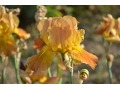 Iris x barbata Elatior  