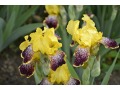 Iris x barbata Elatior  