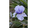 Iris x barbata Elatior  