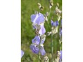 Iris pallida 