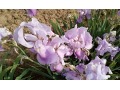 Iris x barbata Elatior  
