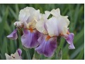 Iris x barbata Elatior  