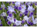 Iris x barbata Elatior  
