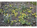 Eranthis cilicica - talovín