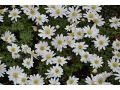 Anemone blanda 