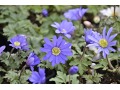 Anemone blanda 