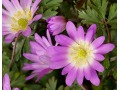 Anemone blanda 