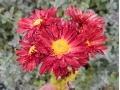 Chrysanthemum ( Dendranthema ) 