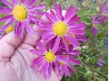 Chrysanthemum ( Dendranthema ) x rubellum 