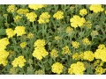 Achillea millefolium 