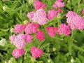 Achillea millefolium 