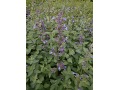 Nepeta grandiflora 