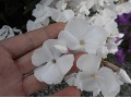 Phlox paniculata 