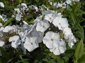 Phlox paniculata 